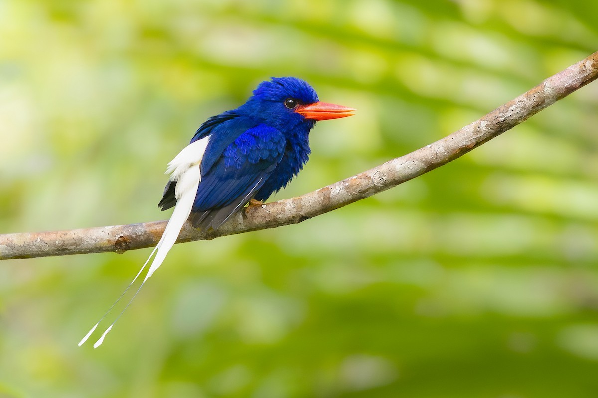 Numfor Paradise-Kingfisher - Chris Venetz | Ornis Birding Expeditions
