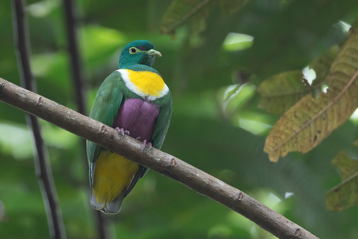 Geelvink Fruit-Dove - Chris Venetz | Ornis Birding Expeditions