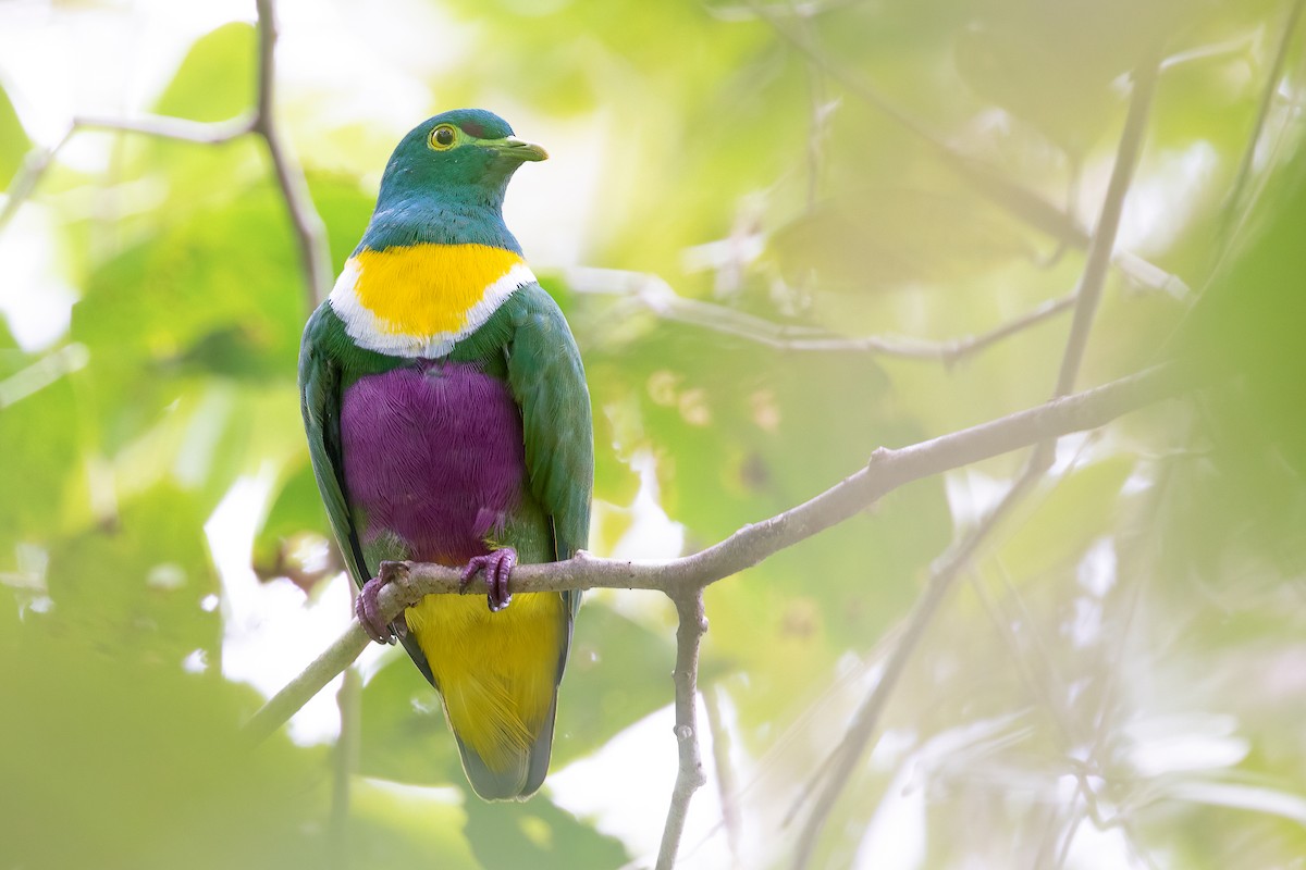 Geelvink Fruit-Dove - ML614189692