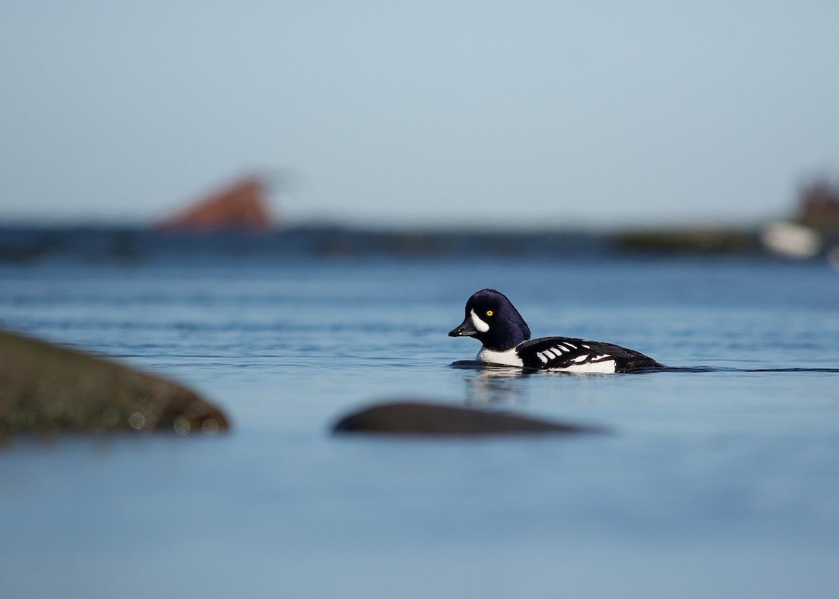 Barrow's Goldeneye - ML614189743