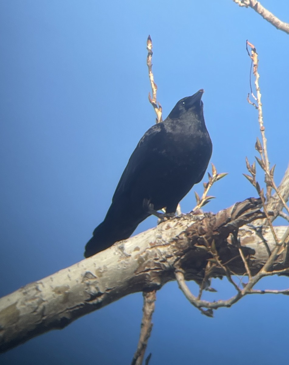 American Crow - ML614189784