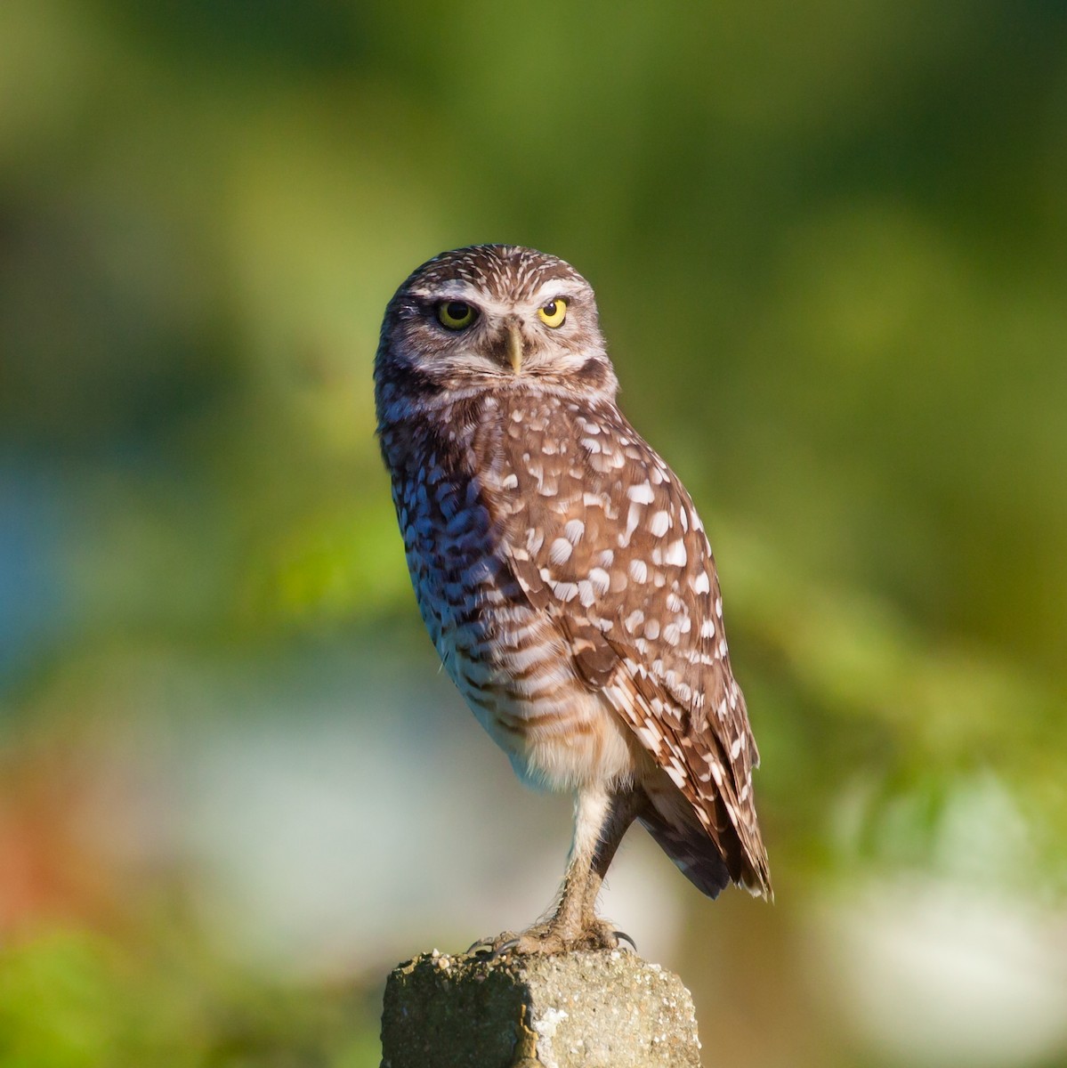 Burrowing Owl - ML614189816