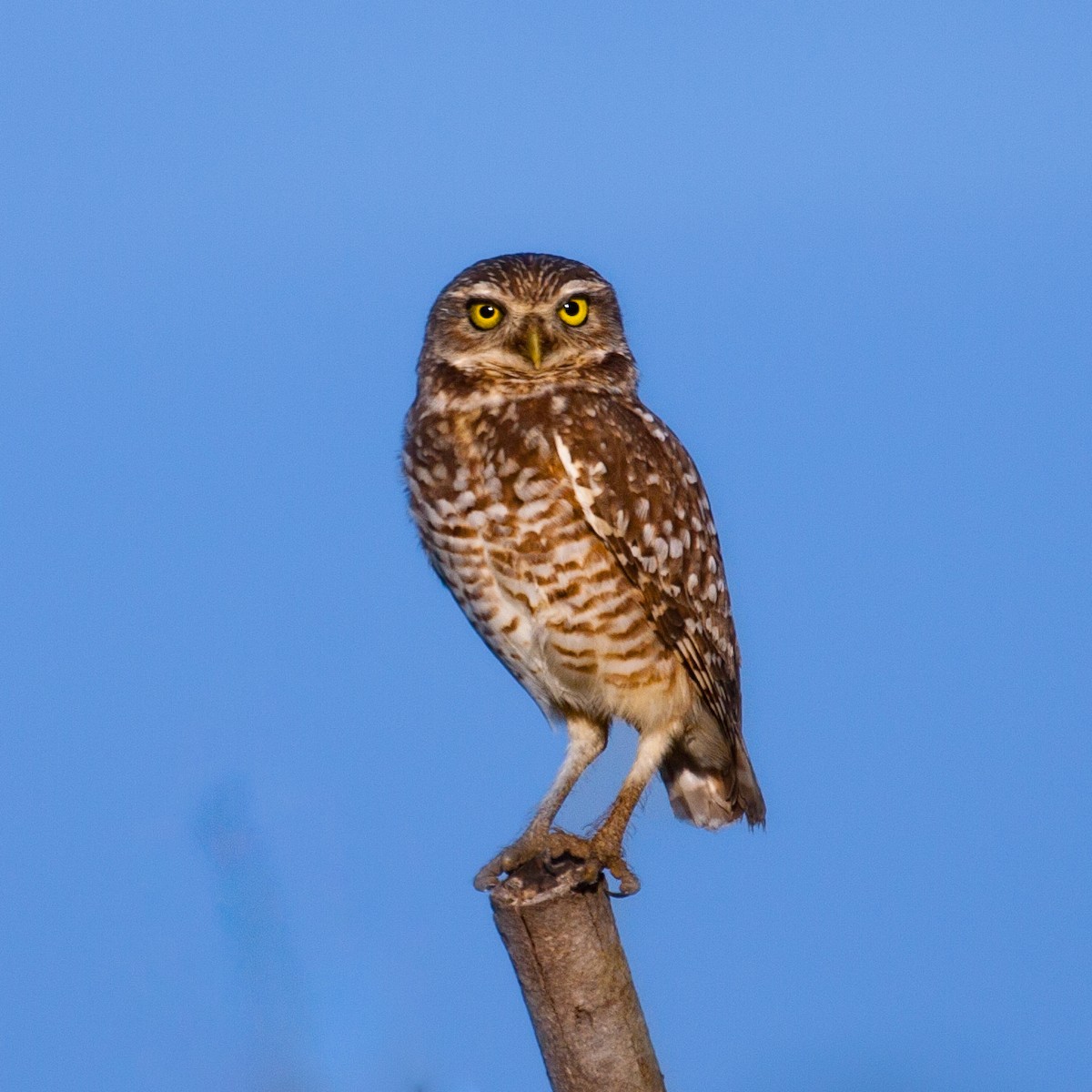 Burrowing Owl - ML614189817