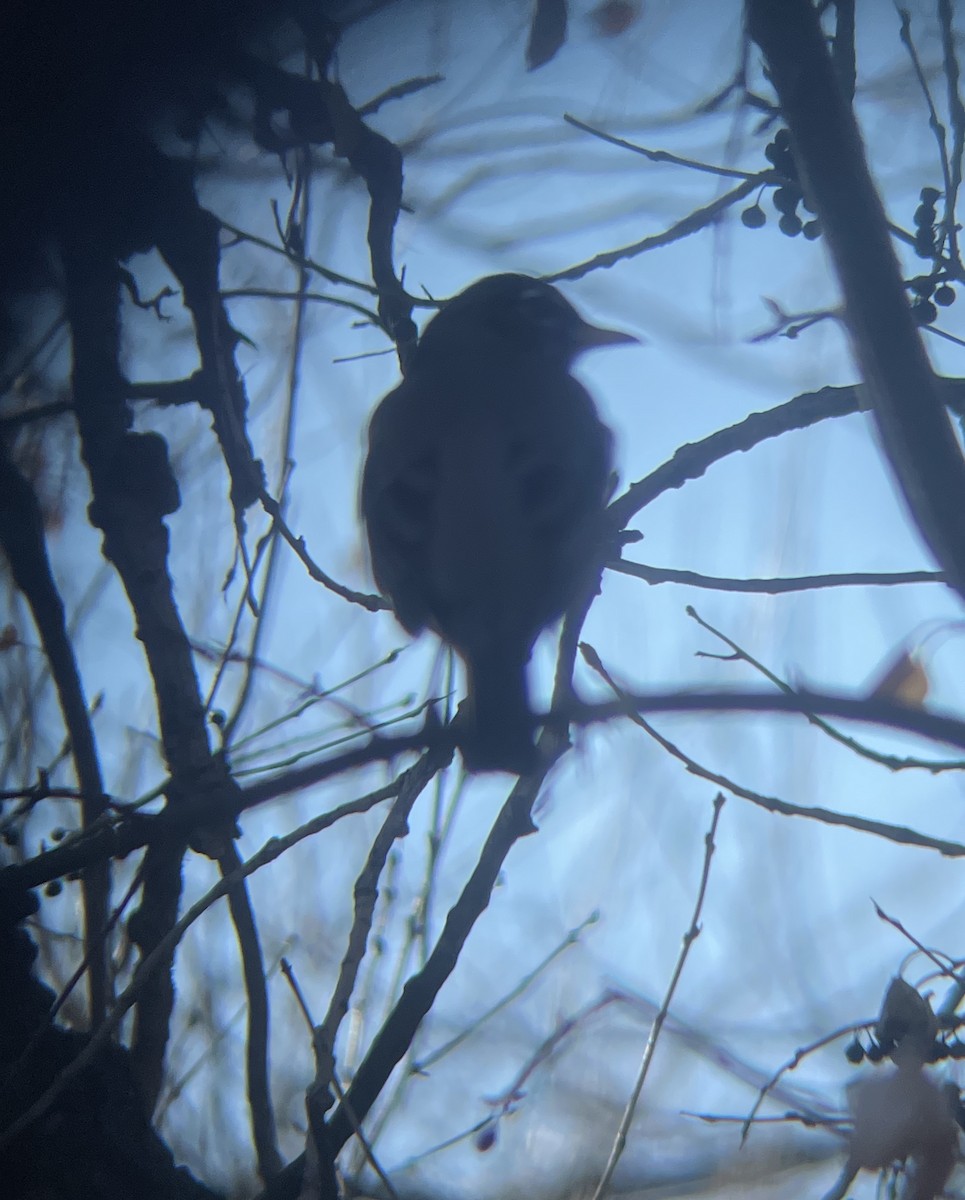 American Robin - ML614189821
