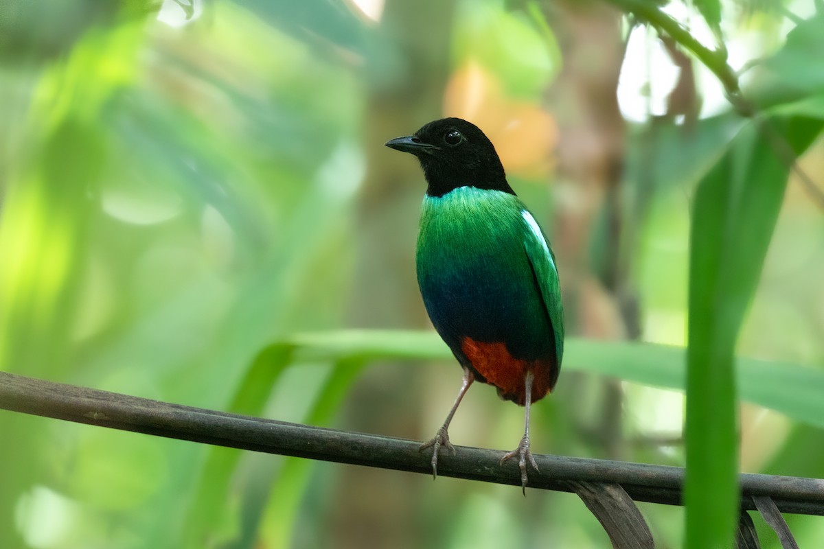 Eastern Hooded Pitta (Numfor) - ML614189829