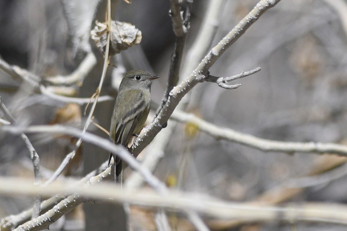 Hammond's Flycatcher - Daniel Irons