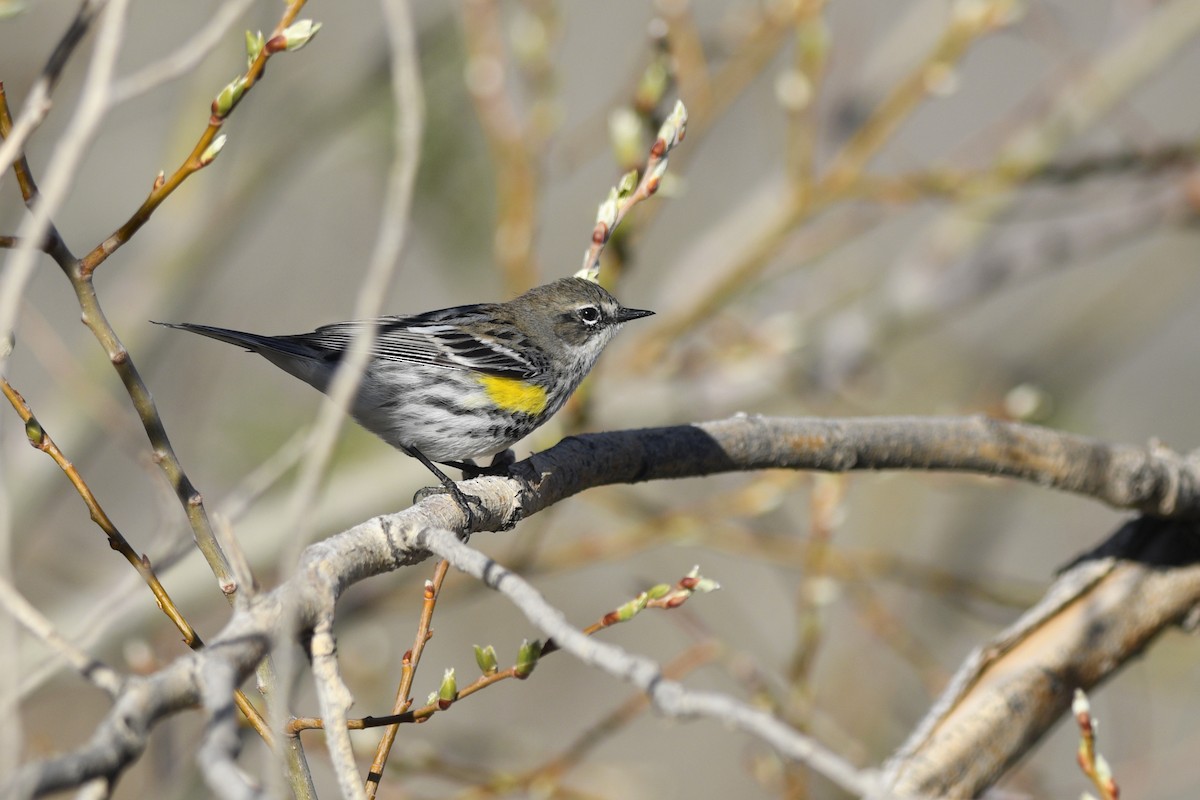 Yellow-rumped Warbler (Myrtle) - ML614189927