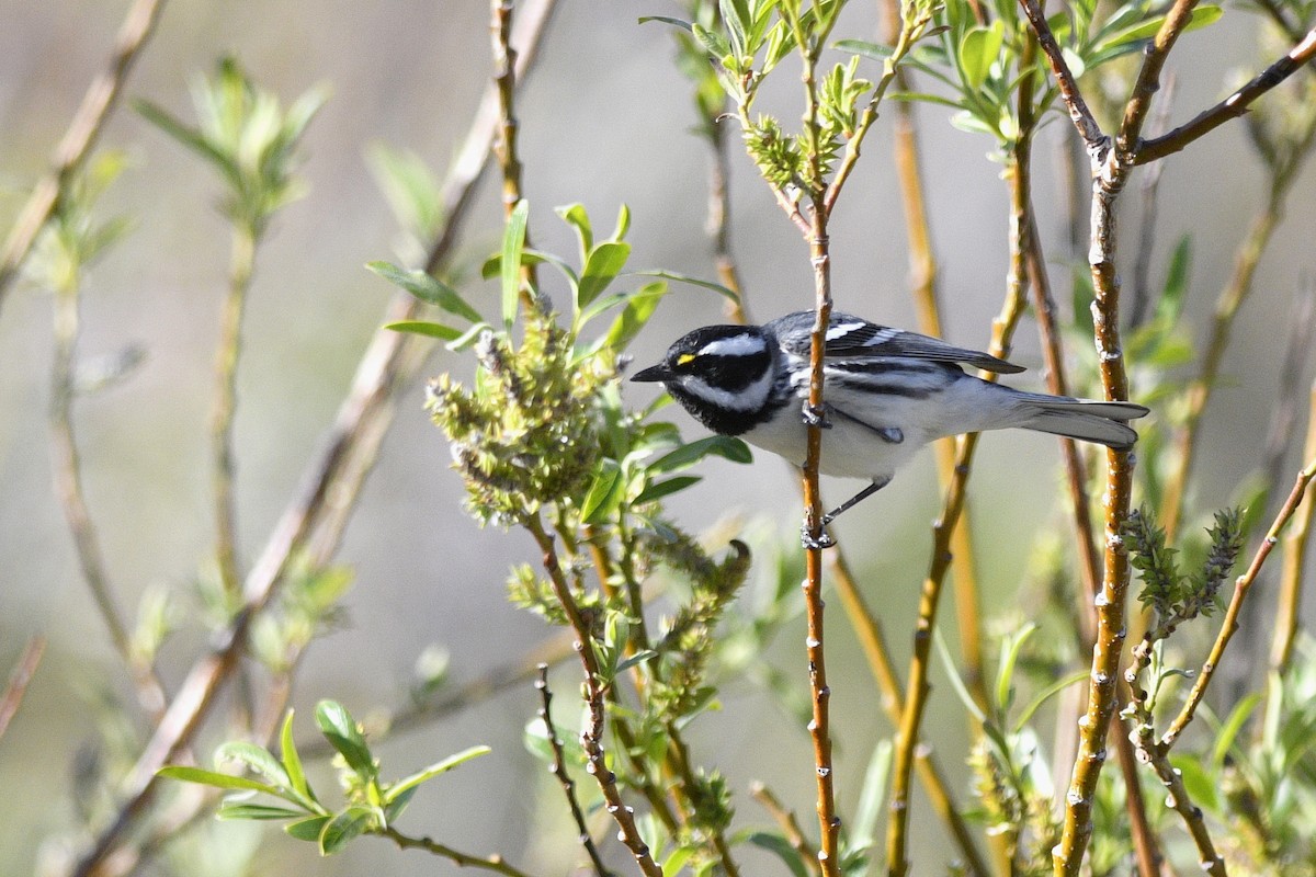 Black-throated Gray Warbler - Daniel Irons