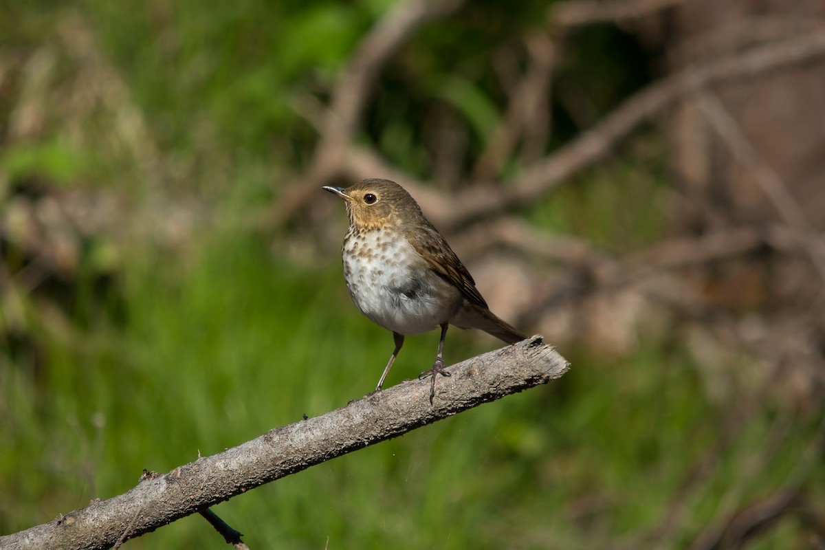 Swainson's Thrush - ML614189934