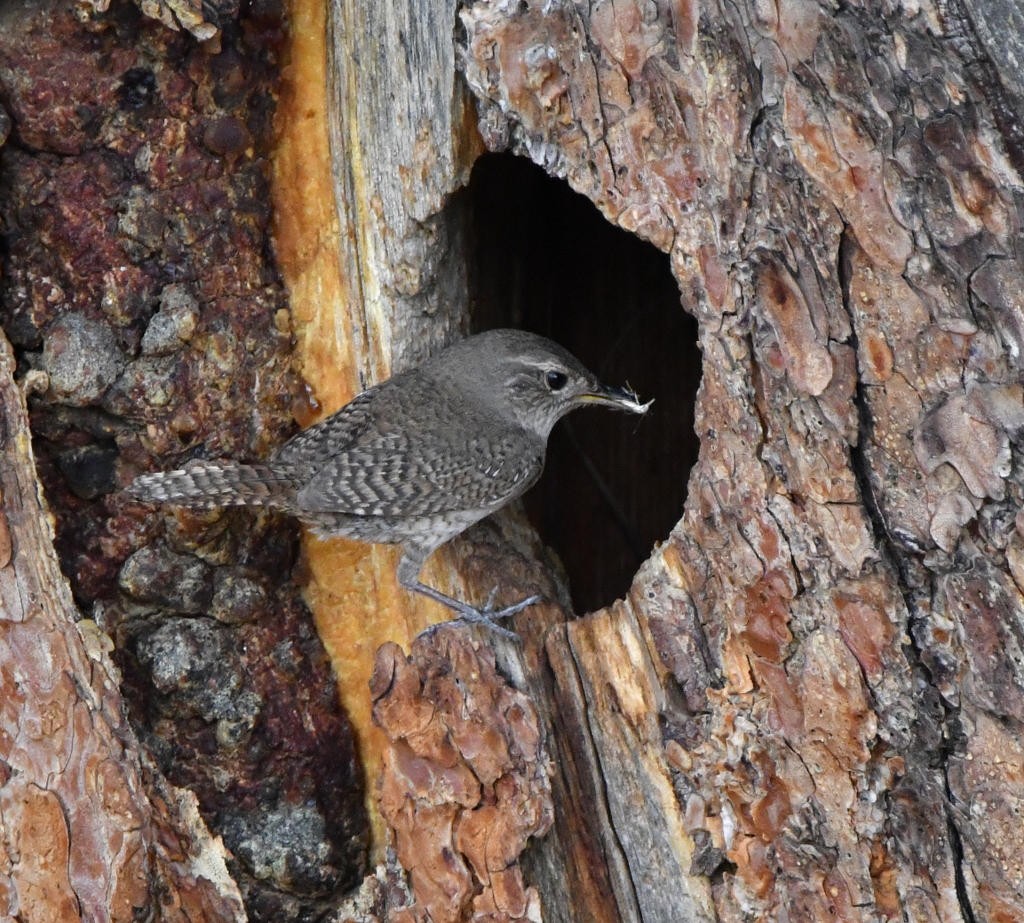 House Wren - ML614189958