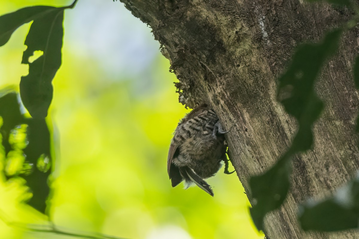 Ochre-collared Piculet - ML614189963