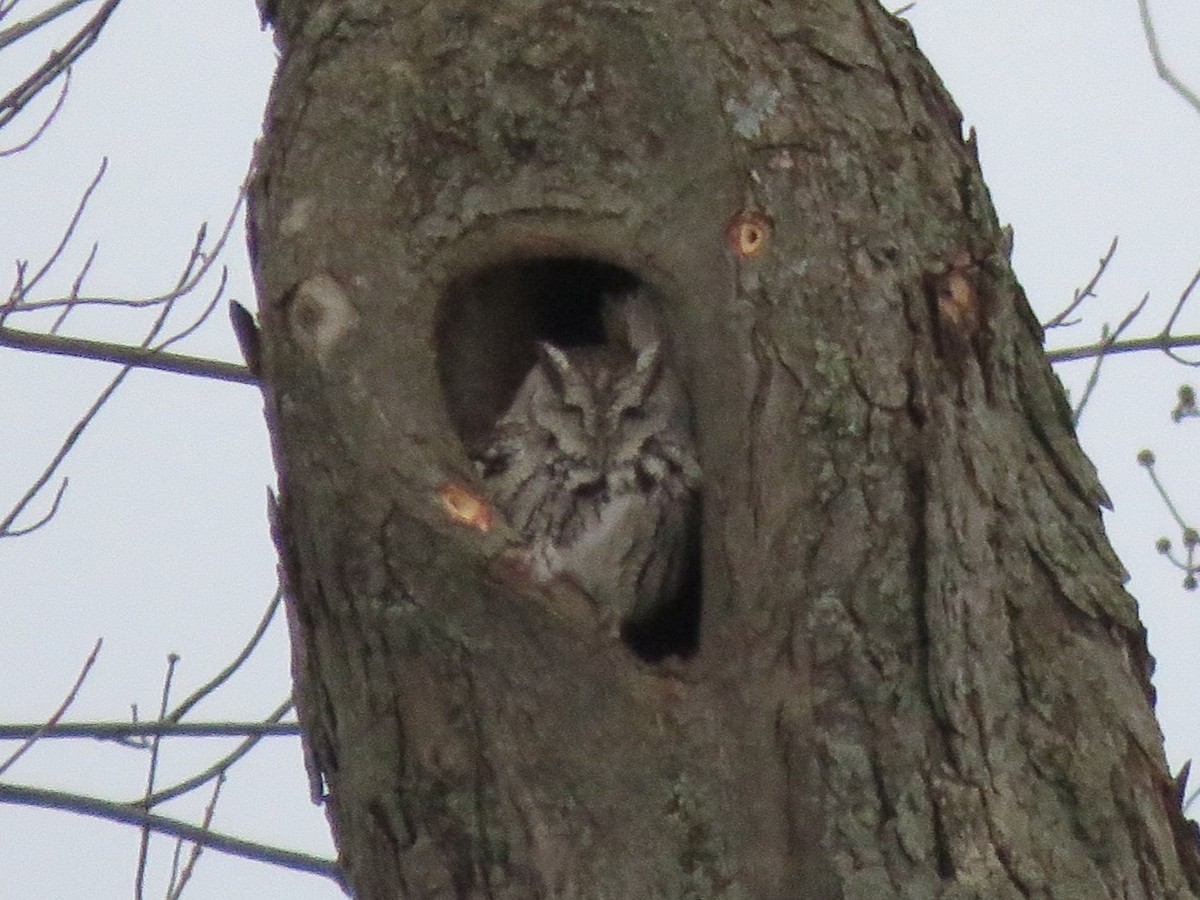 Eastern Screech-Owl - ML614189971