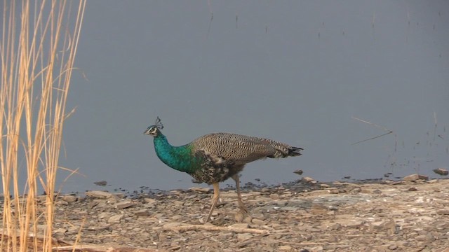 Indian Peafowl - ML614190024