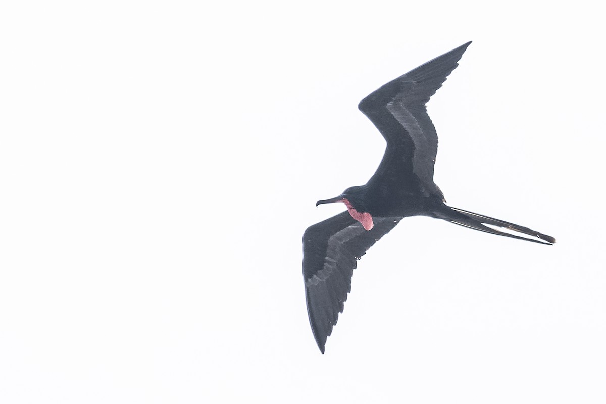 Great Frigatebird - ML614190113