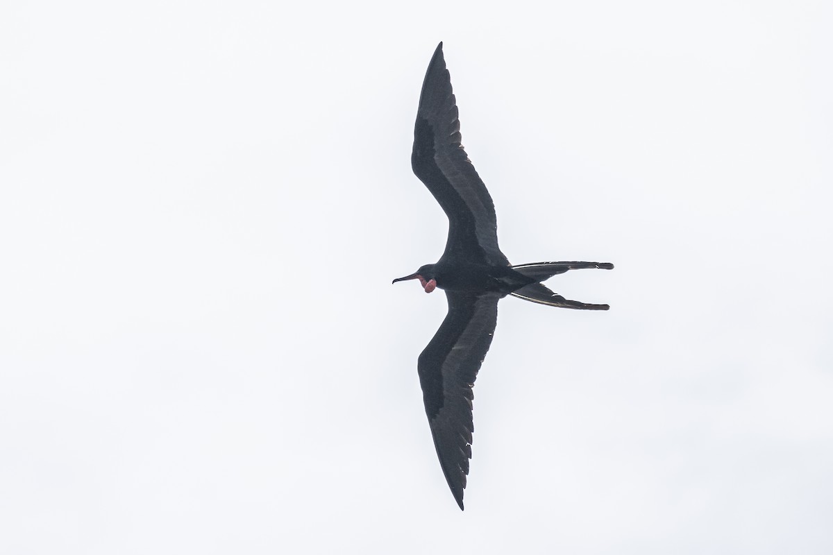 Great Frigatebird - ML614190114