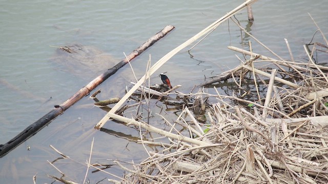 White-capped Redstart - ML614190168