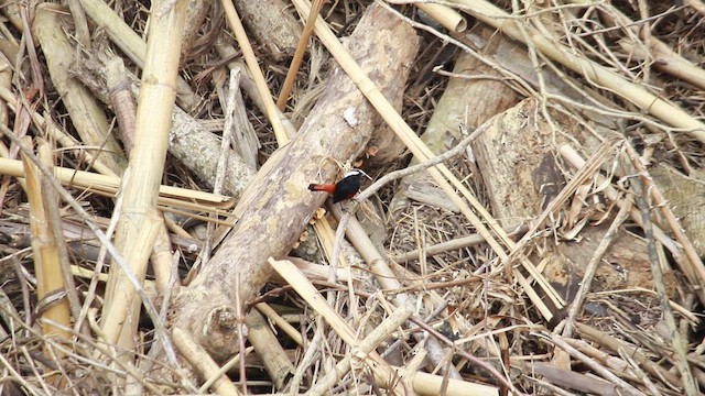 Халзан гал сүүлт - ML614190232