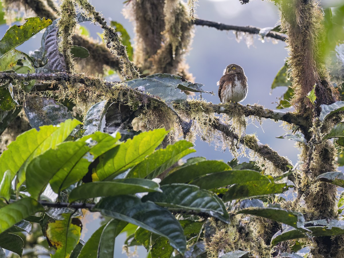 Cloud-forest Pygmy-Owl - ML614190291