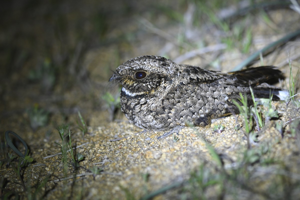 Common Poorwill - ML614190336