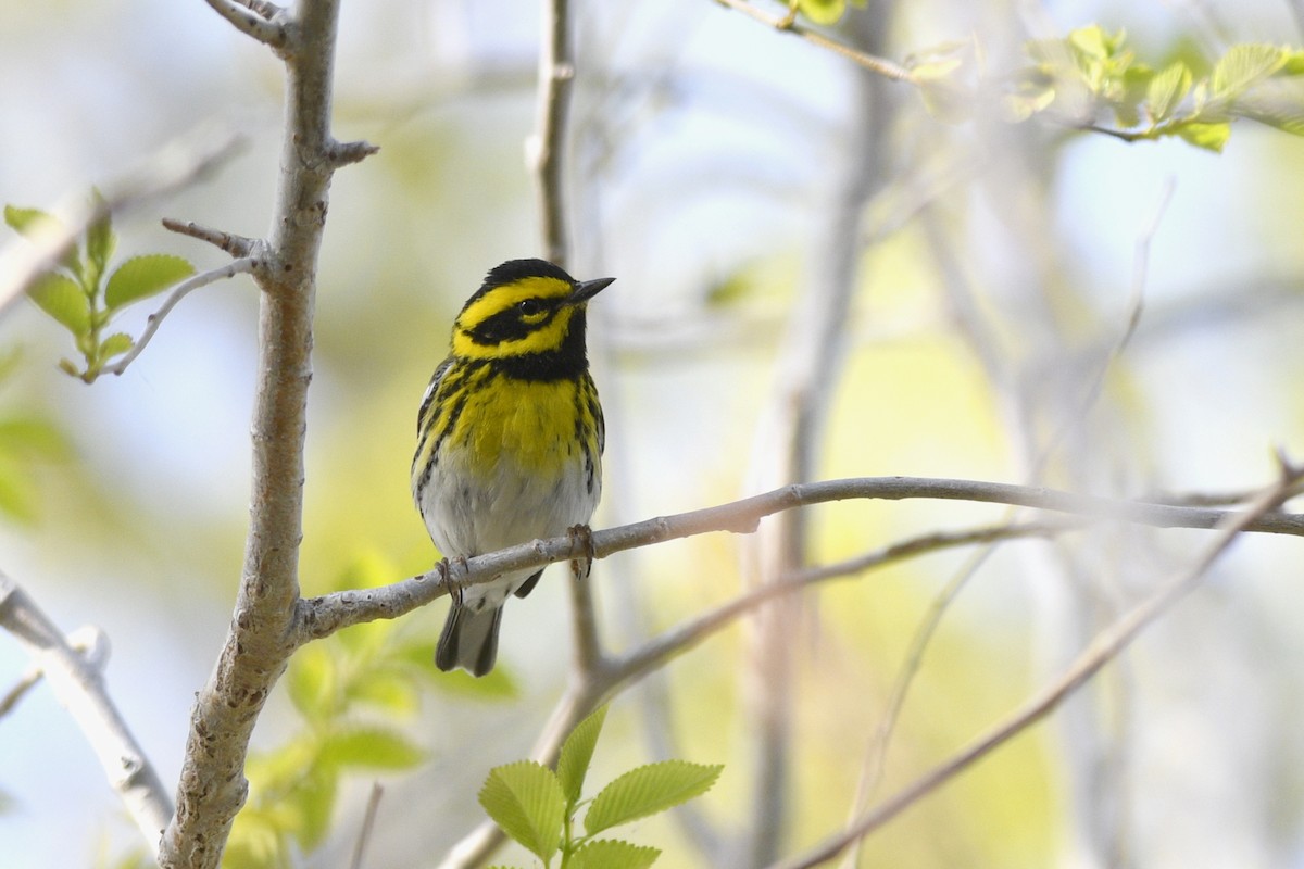 Townsend's Warbler - ML614190376