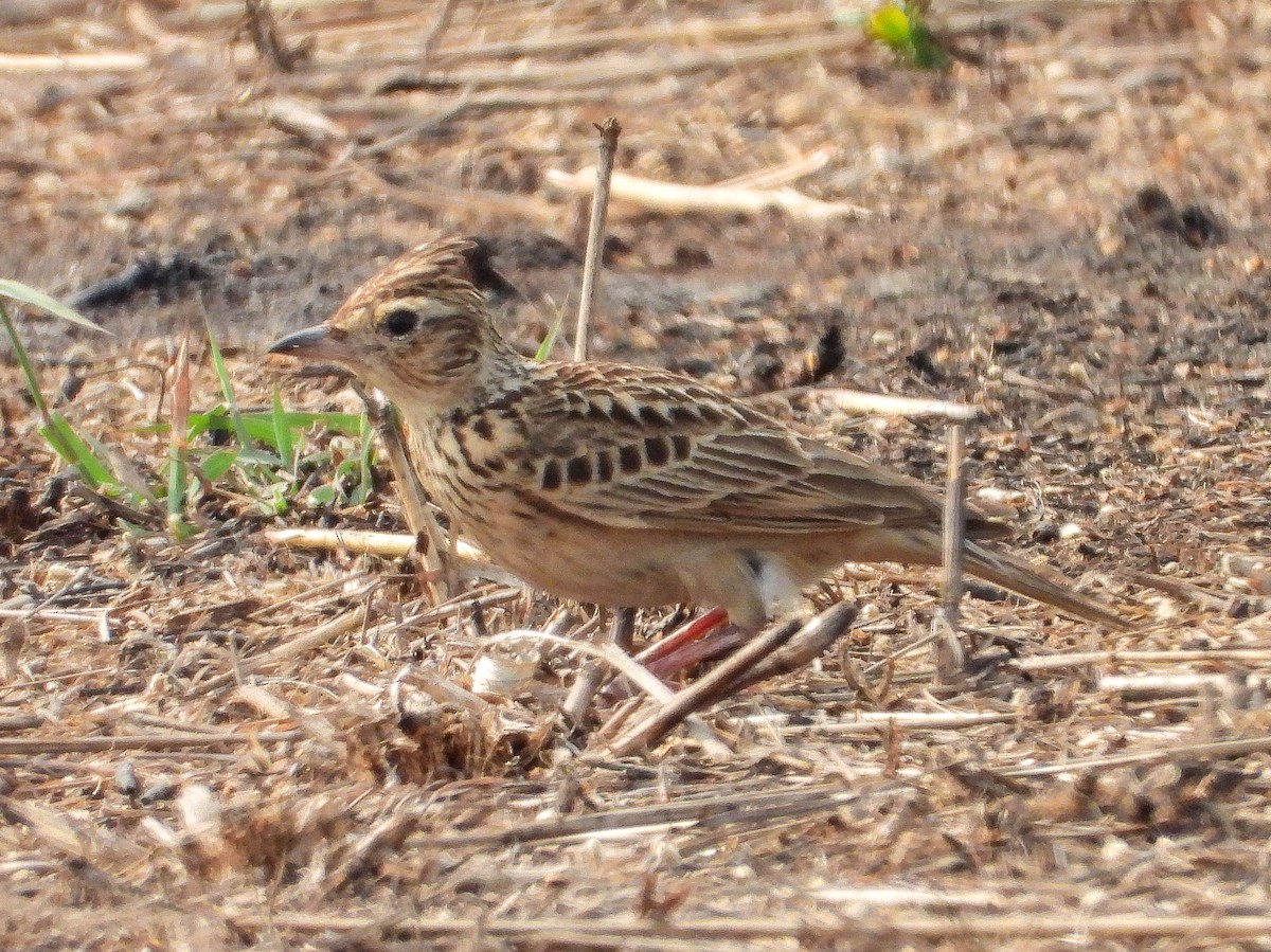 Oriental Skylark - VAibhAV Patil