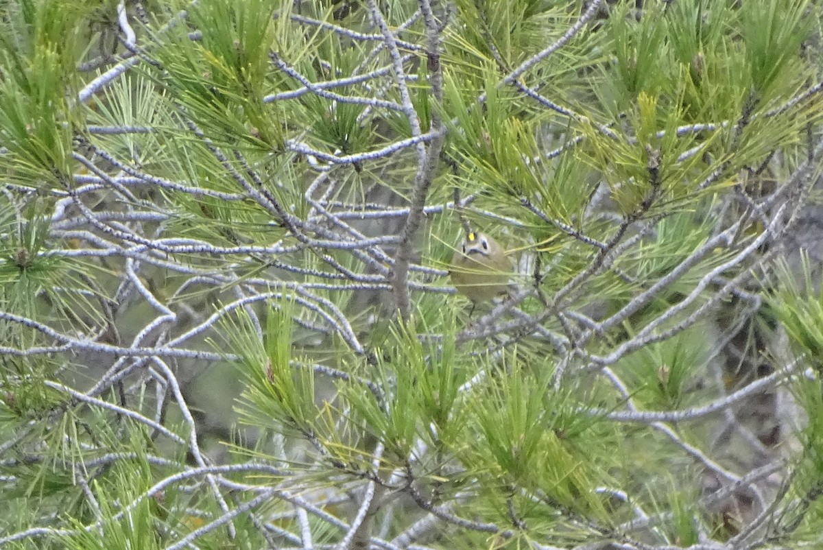 Шар мэлзэн задуулай - ML614190482