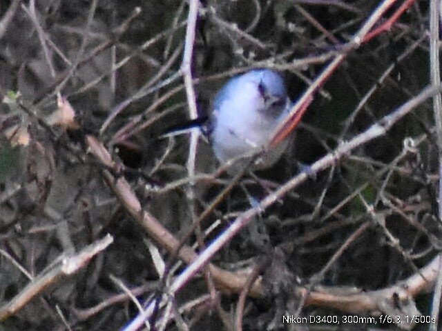 Blue-gray Gnatcatcher - ML61419051