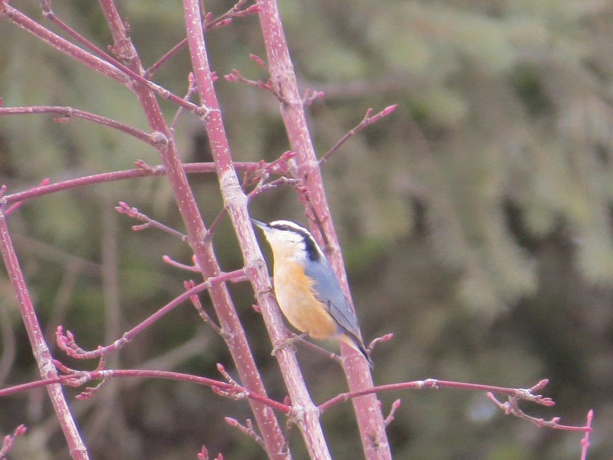 Red-breasted Nuthatch - ML614190552