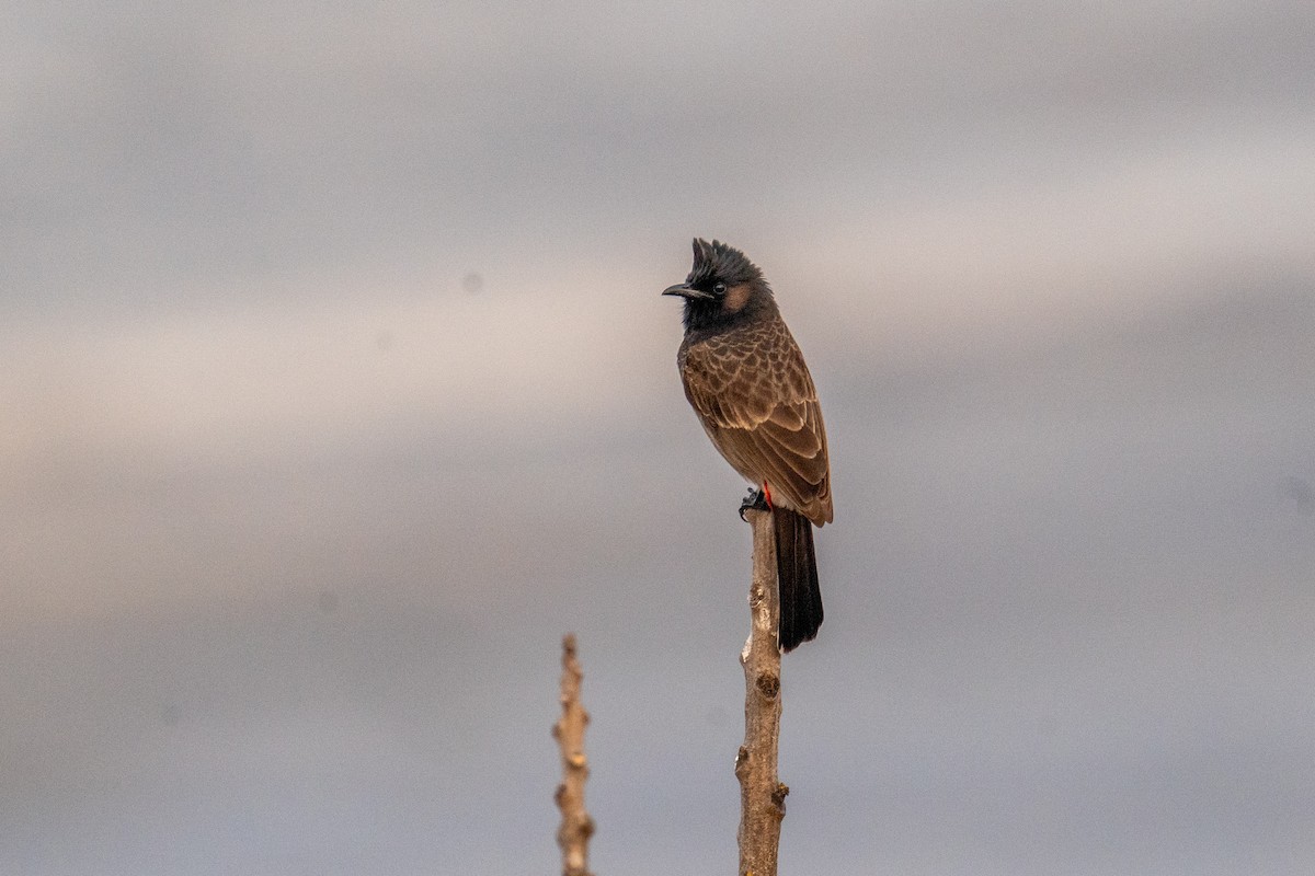 Red-vented Bulbul - ML614190592