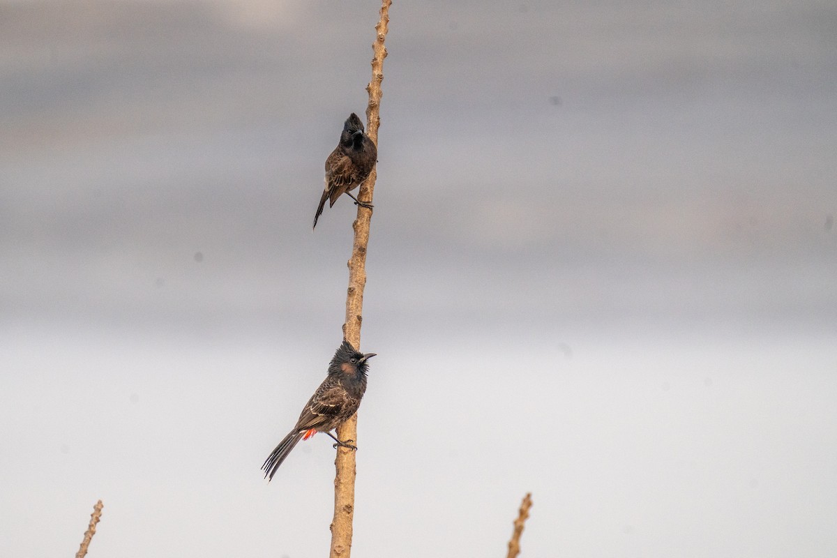 Red-vented Bulbul - ML614190593