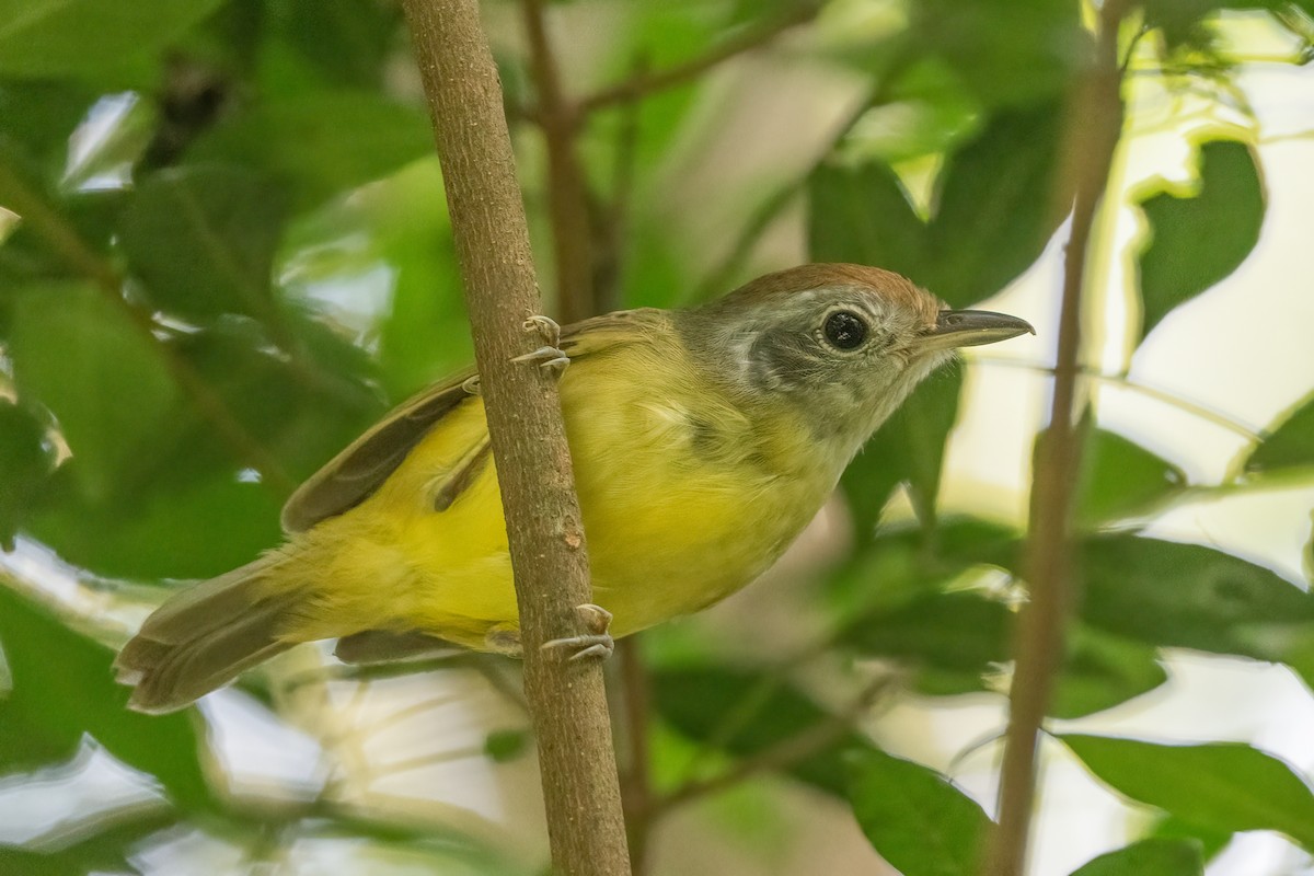 Rufous-crowned Greenlet - Forrest English