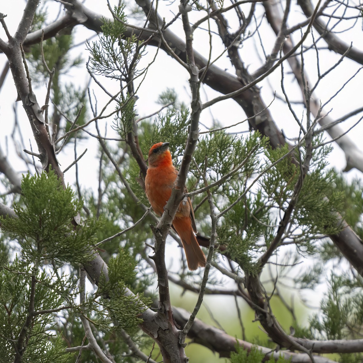 Hepatic Tanager - ML614190667