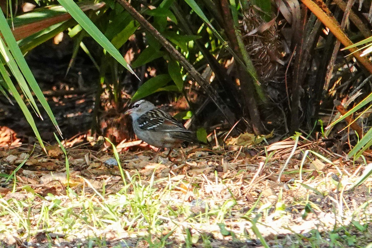 White-crowned Sparrow - ML614190831