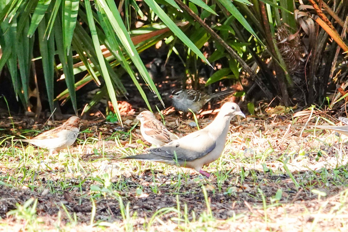 White-crowned Sparrow - ML614190833