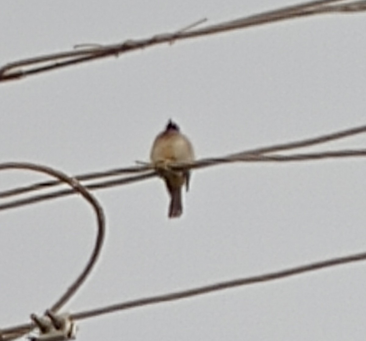 Common Bulbul - ML614190845