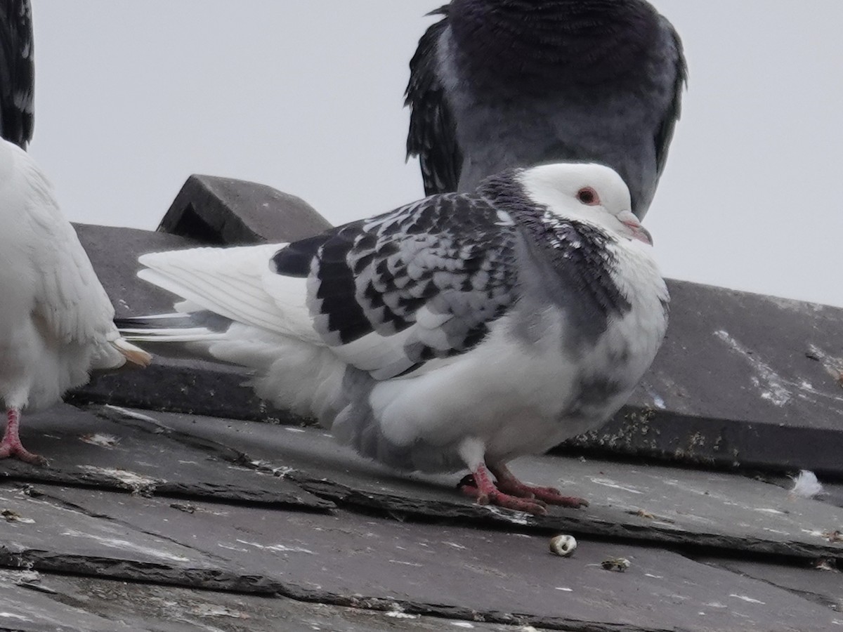 Rock Pigeon (Feral Pigeon) - ML614190875