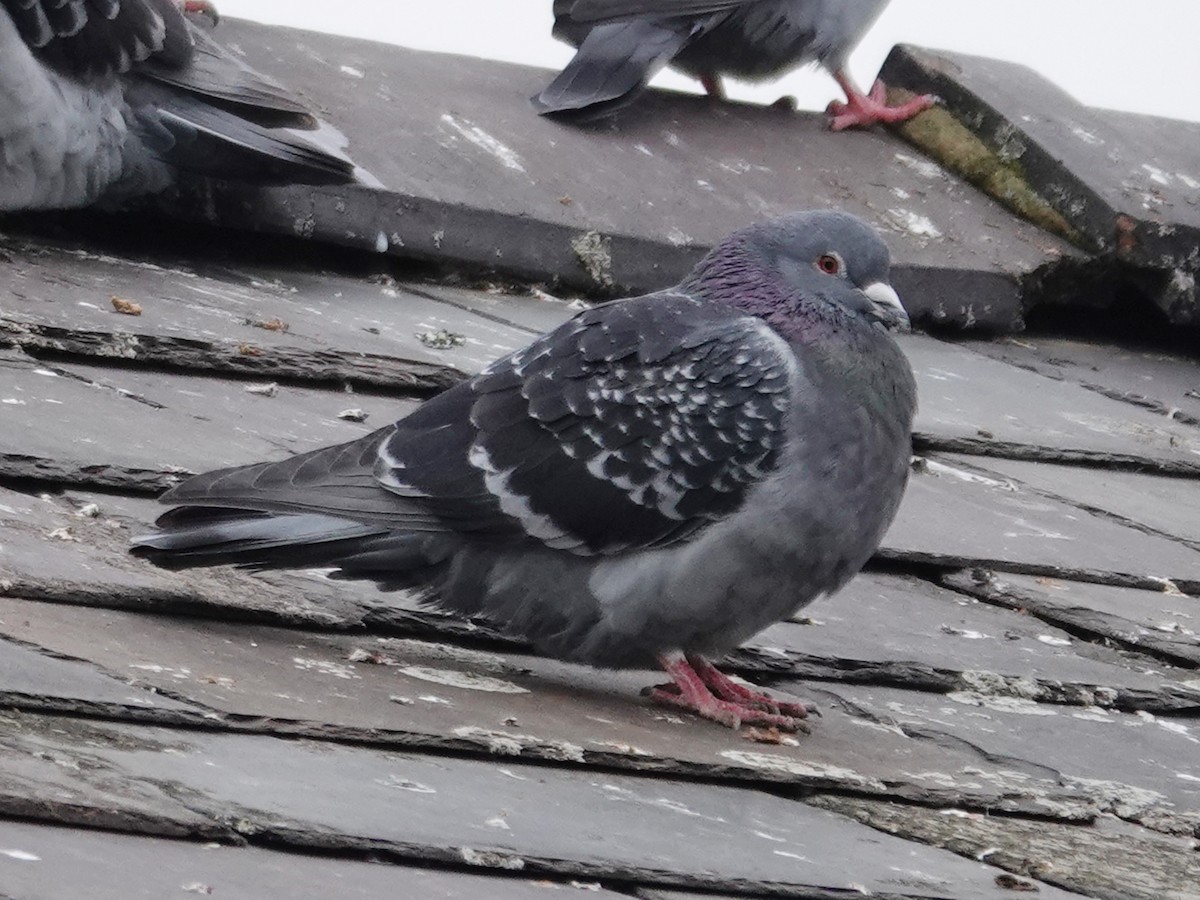 Rock Pigeon (Feral Pigeon) - ML614190876