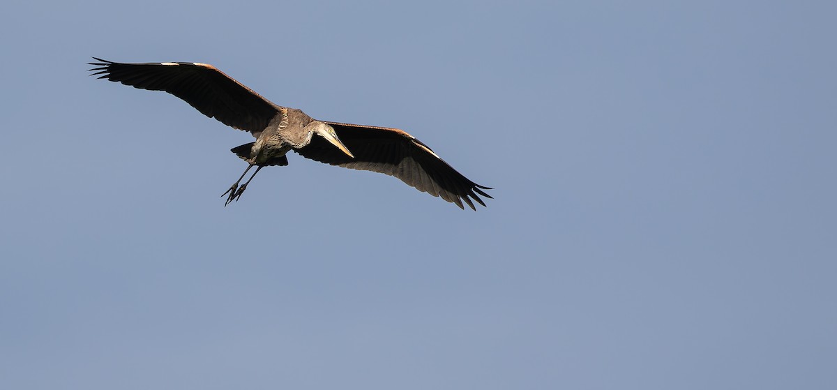 Great Blue Heron - ML614190911