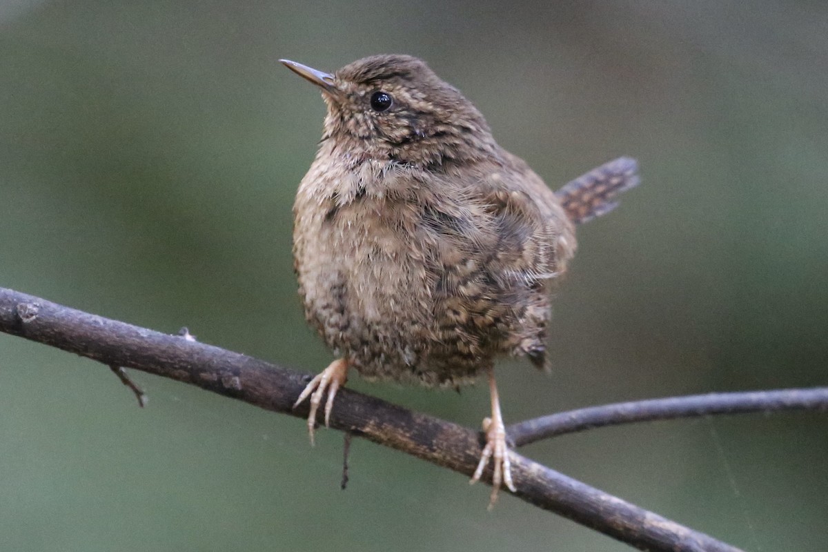 Pacific Wren - Keith Gress