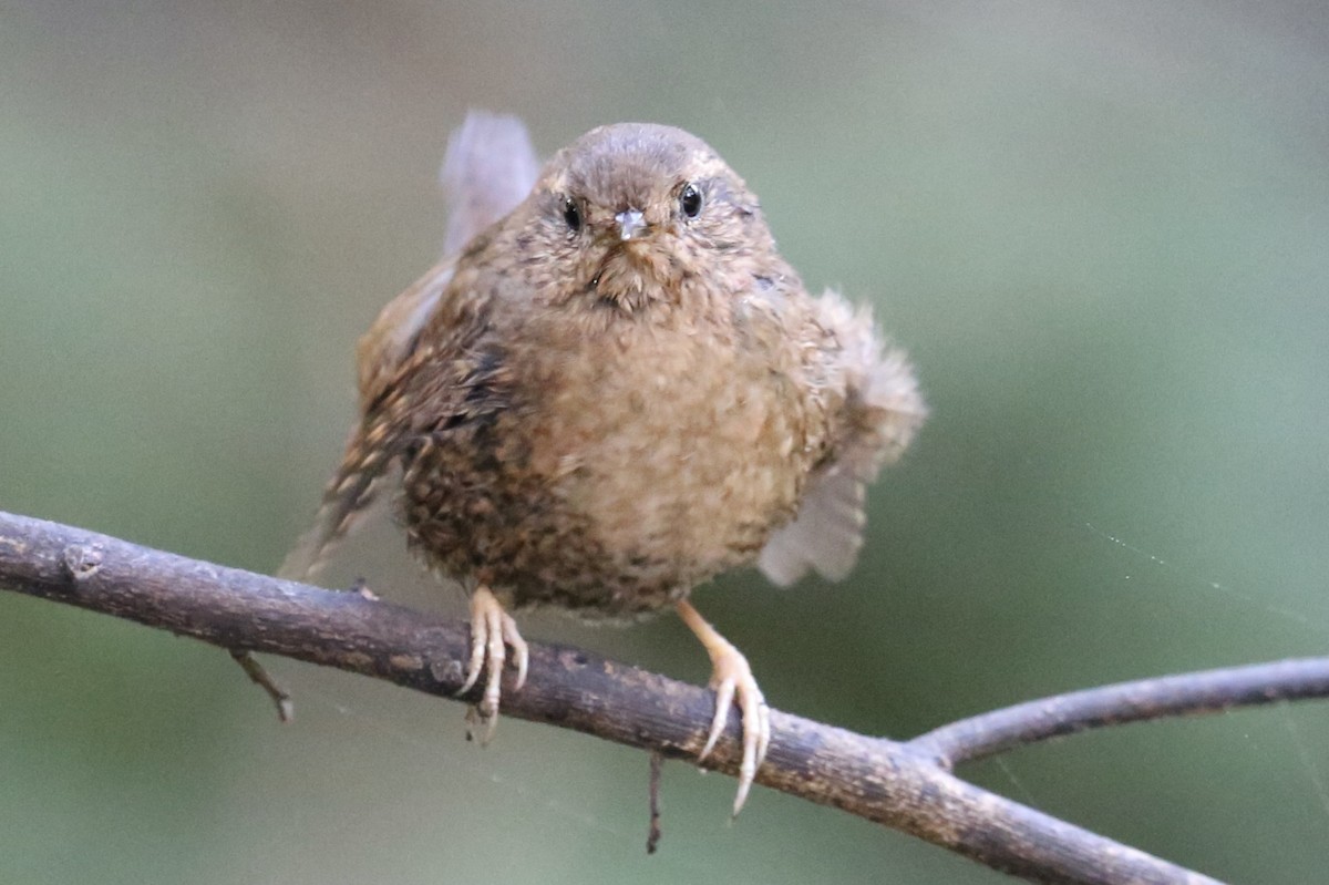 Pacific Wren - Keith Gress