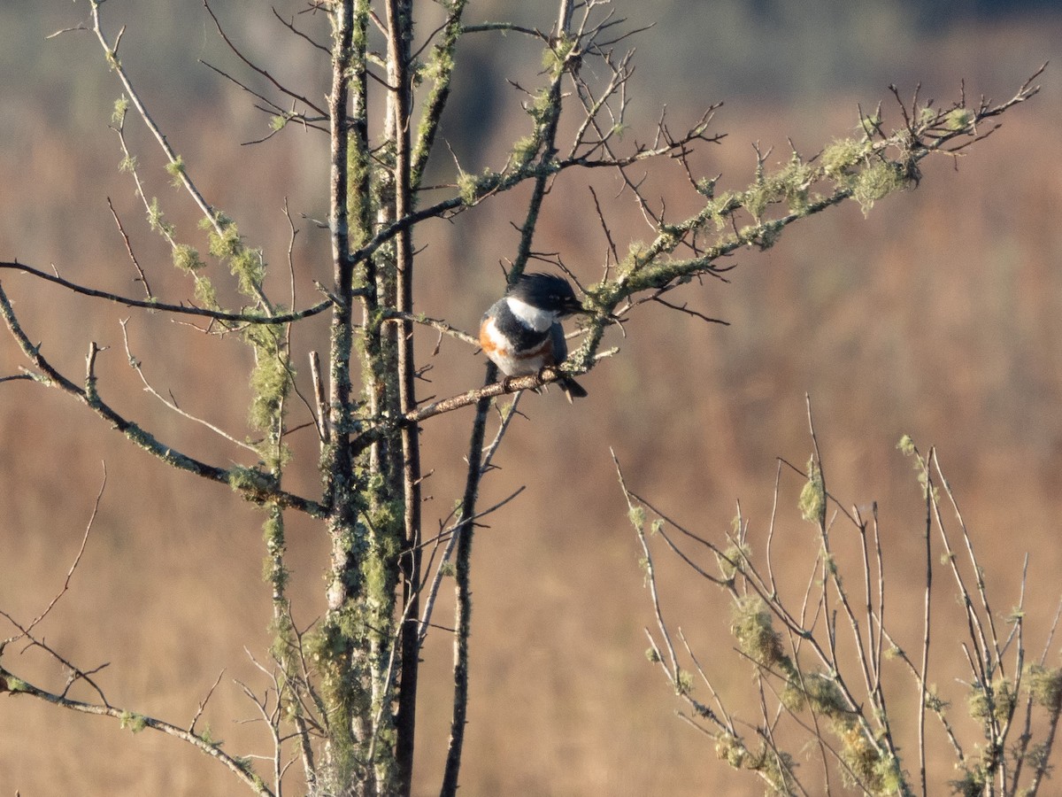 Belted Kingfisher - ML614190983
