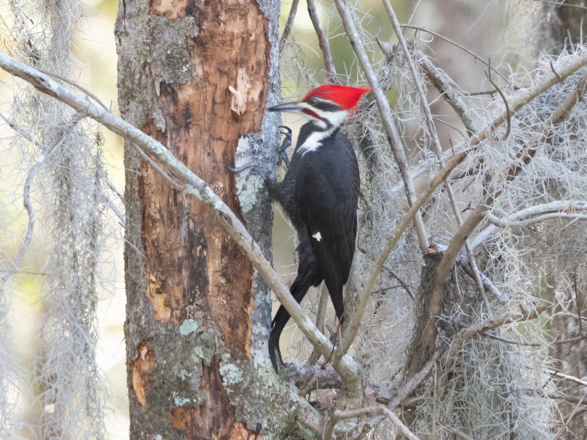 Pileated Woodpecker - ML614190992