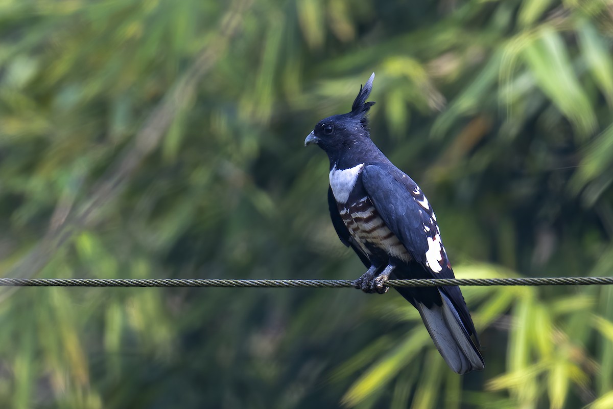 Black Baza - Parthasarathi Chakrabarti