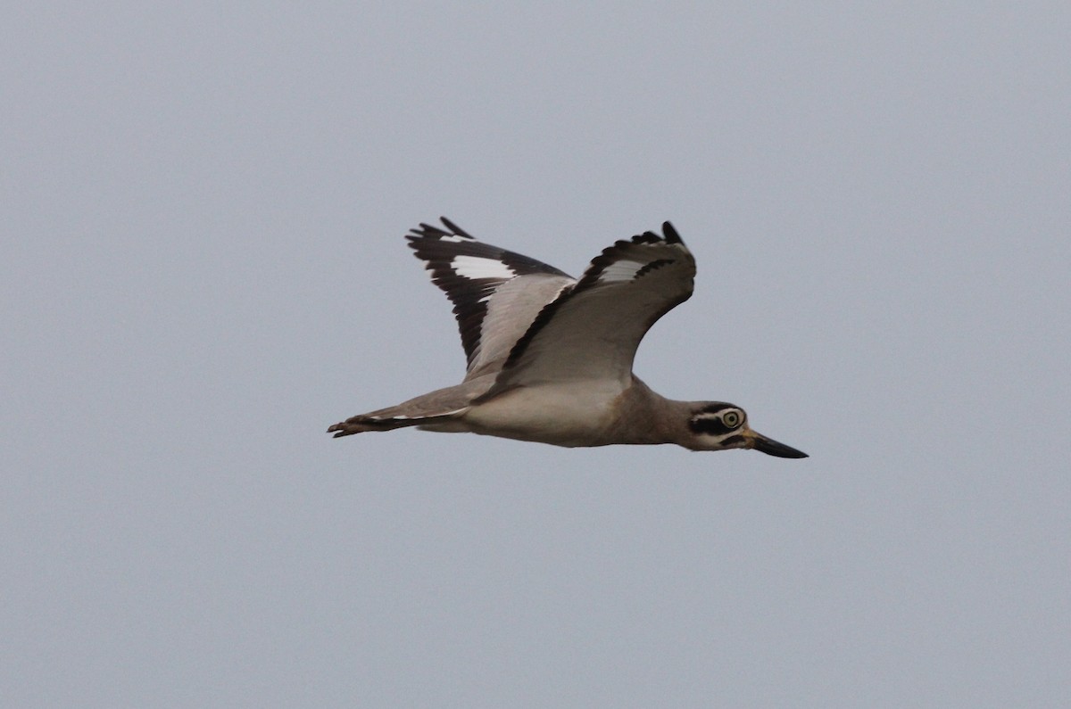 Great Thick-knee - ML614191083