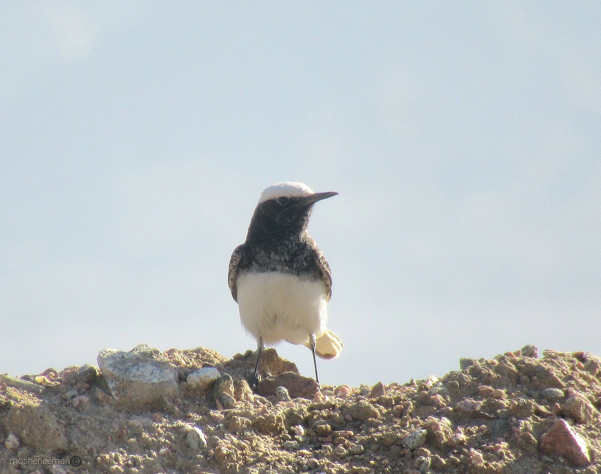 Hooded Wheatear - ML614191103