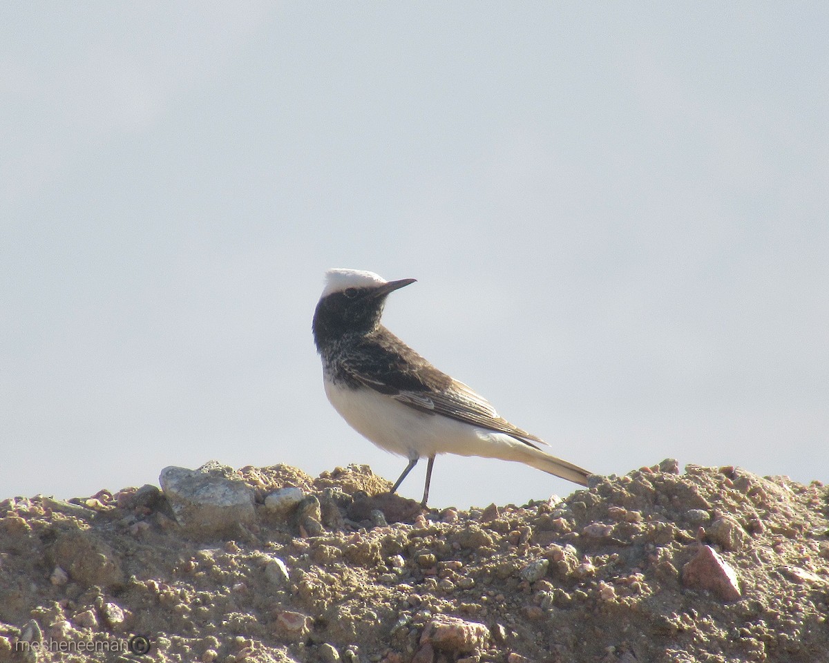 Hooded Wheatear - ML614191104