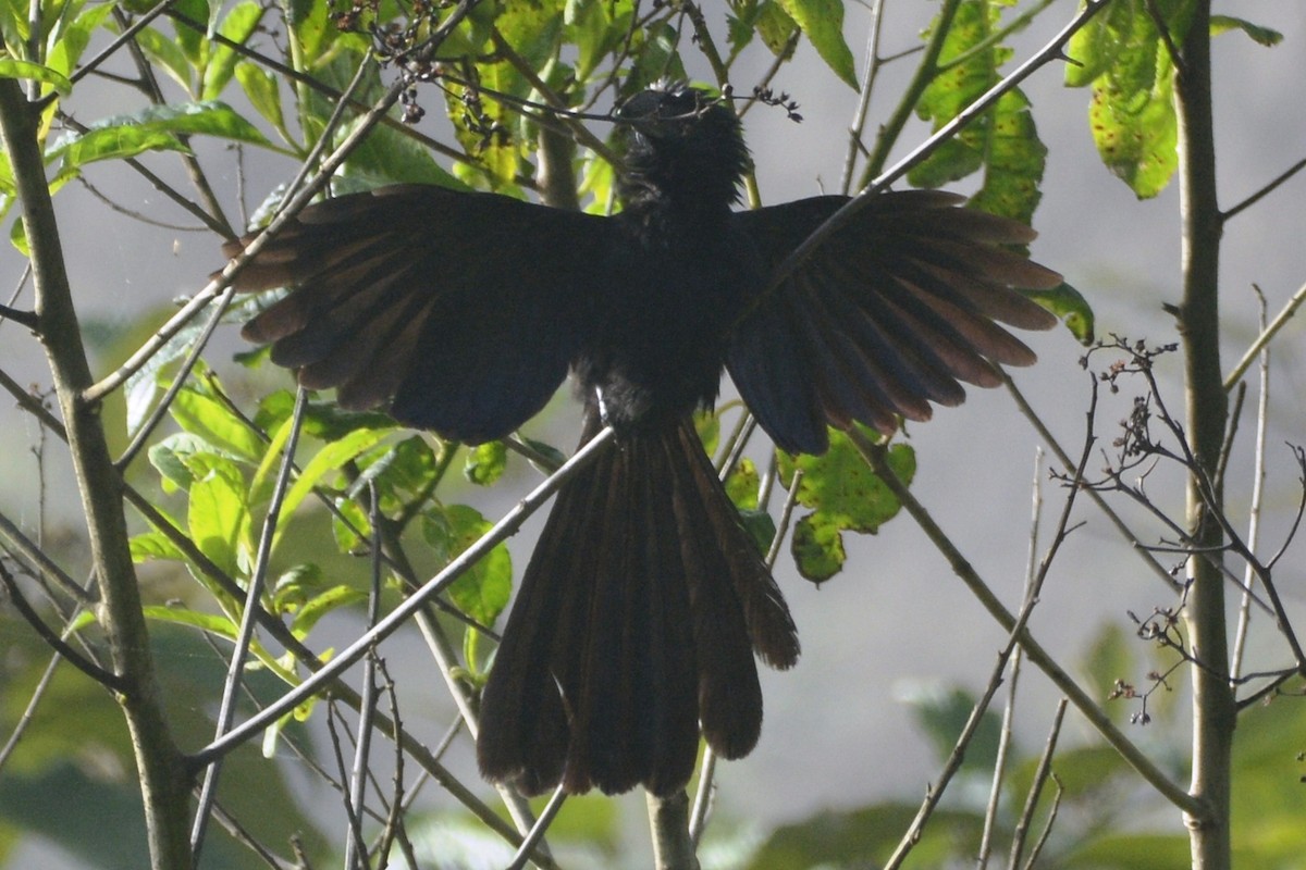 Groove-billed Ani - ML614191133