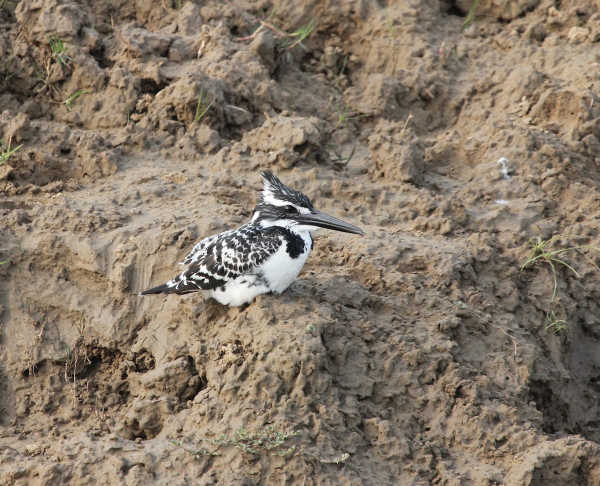 Pied Kingfisher - ML614191158