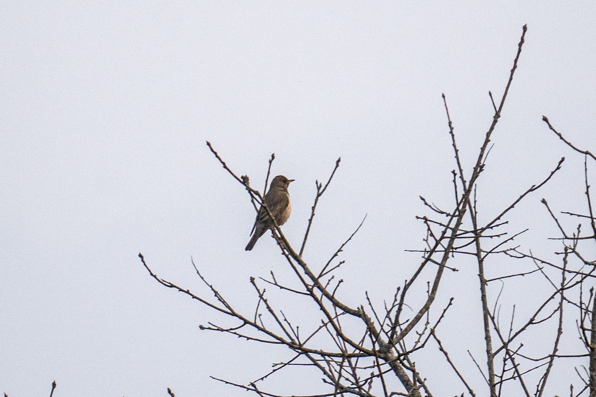 Black-throated Thrush - ML614191172