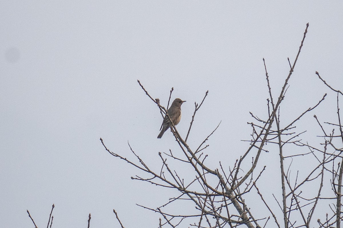 Black-throated Thrush - ML614191173